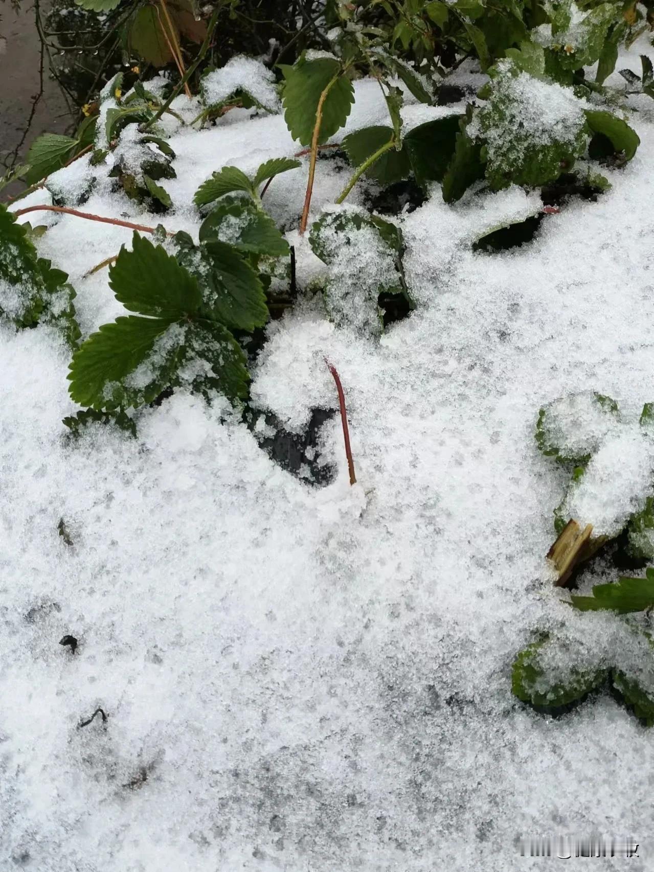 威宁下雪了，这场盼望早来的雪已经来了。瑞雪兆丰年啊。
    今天是小雪，今年威