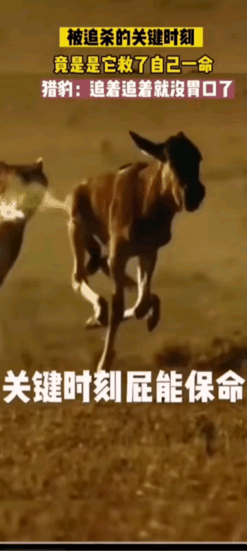 #妙笔生花创作挑战#这场生死追逐战的结局说明了一个道理——生化武器确实有禁止使用
