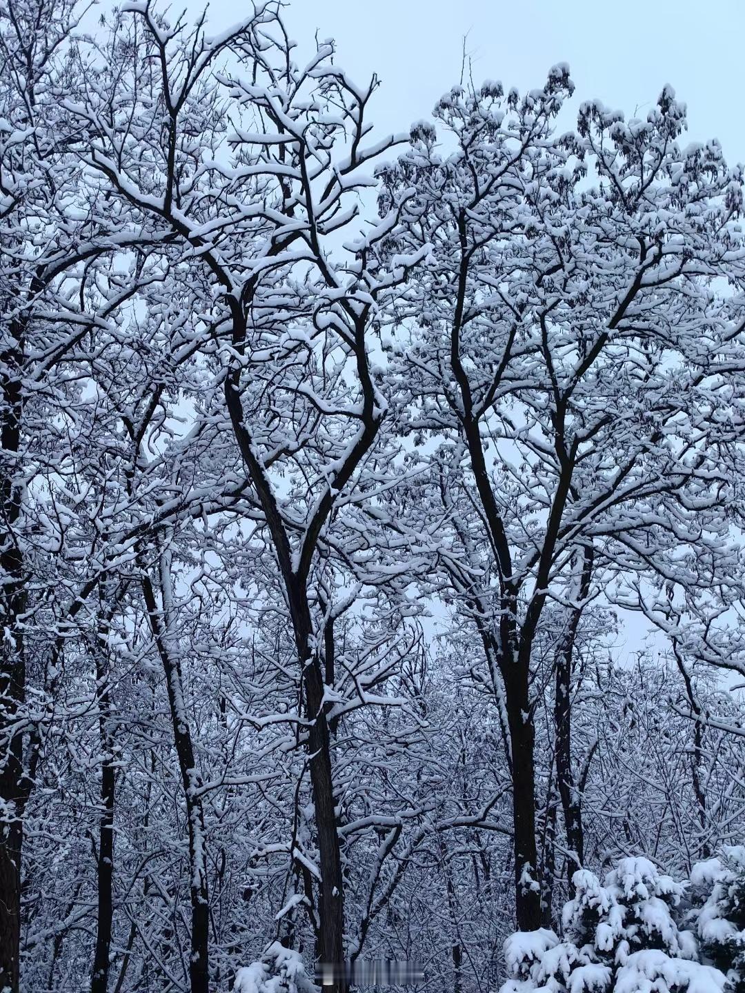 【风雪石龙寺】 ​​​