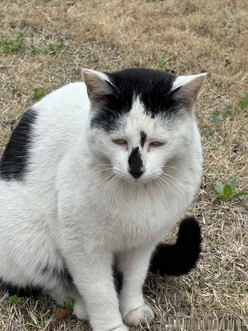 49684【丑猫】学校来了一只丑猫～ 