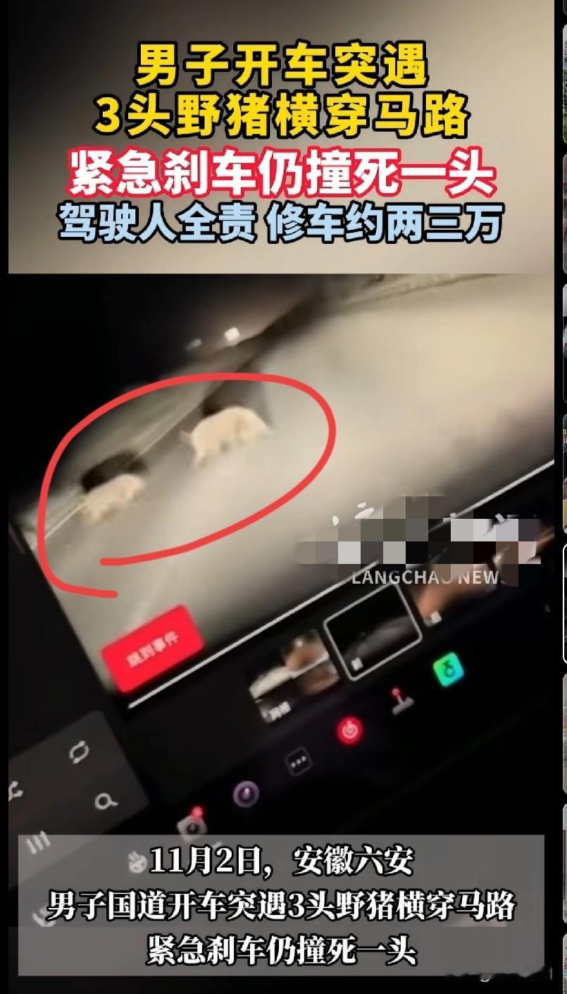 家人们快看这离谱事儿！安徽六安一男子开车，突然窜出3头野猪横穿马路，他紧急刹车还