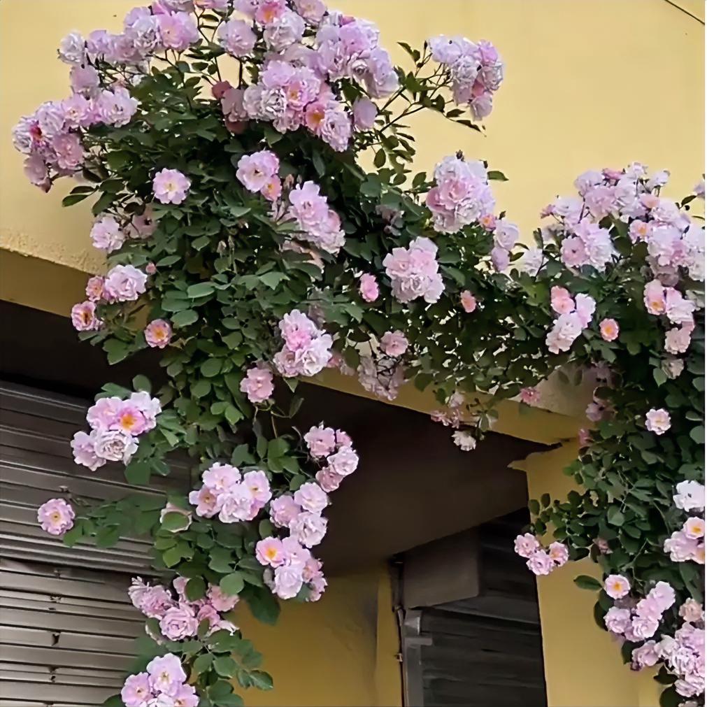 婚姻走到中年，就像一口烧了十几年的锅，锅底积了厚厚一层灰——你以为早烧不动了，其