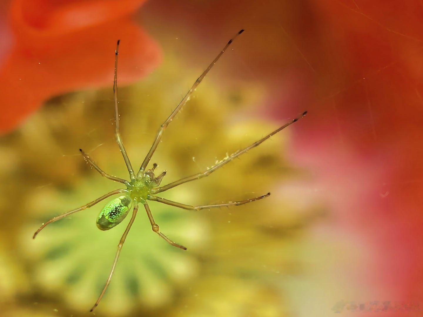 把镜头凑得再近一点，就会撞见另一个热闹的春天。穿绿纱裙的小蜘蛛、沾了一身花粉的食