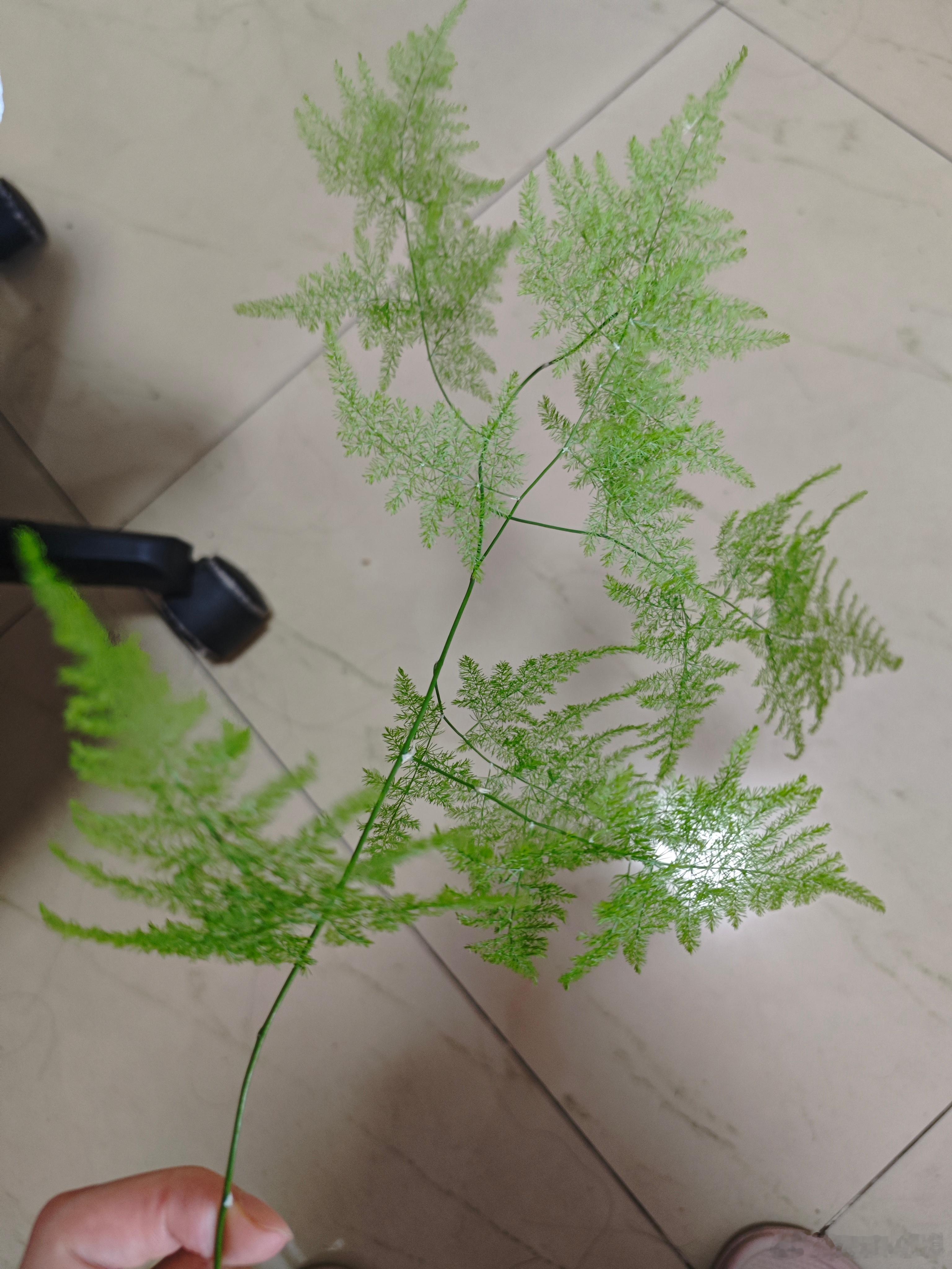 啊啊啊啊搬箱子的时候不小心把花盆打翻了，花盆是塑料的所以没什么大问题但是有一根枝