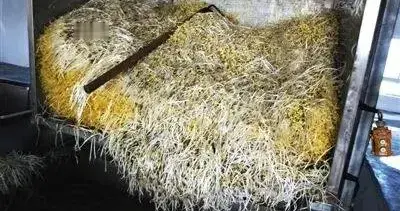 毒食材再现！豆芽这么便宜的东西，居然也有人动手脚