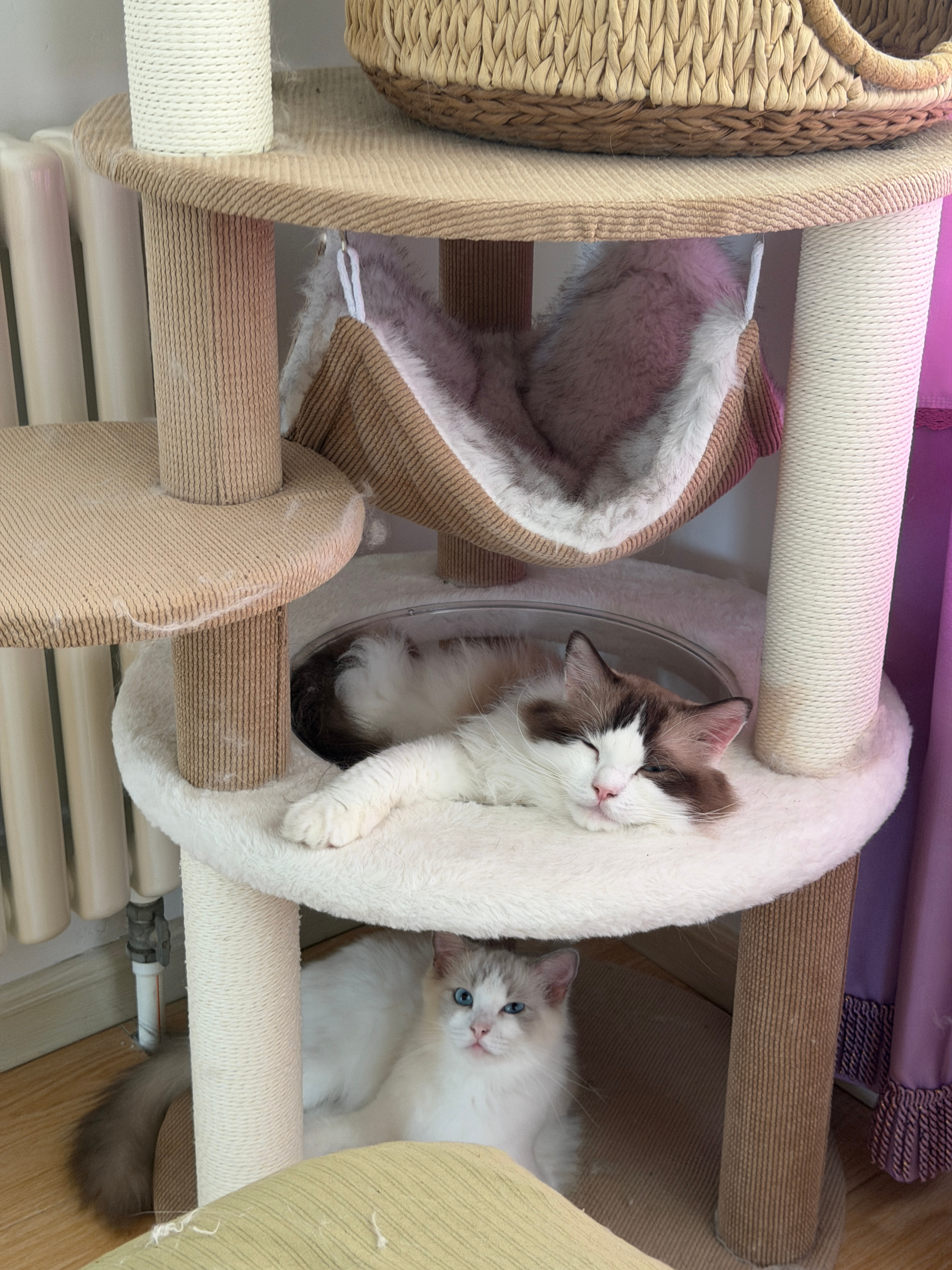 小猫寄养五天以为主人不要它了我每次出远门之前都会和家里两小只说我要出门多久，啥时