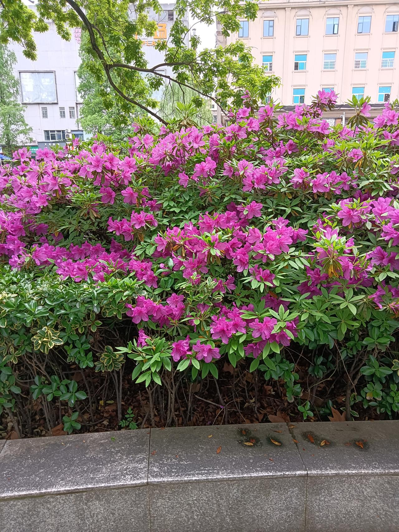 有人觉得头条的社区规则和净网行动有些“精神过敏”，过头了。其实我觉得得辩证看。