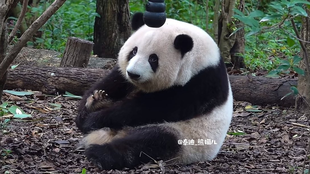 宝宝你要做瑜伽啊 