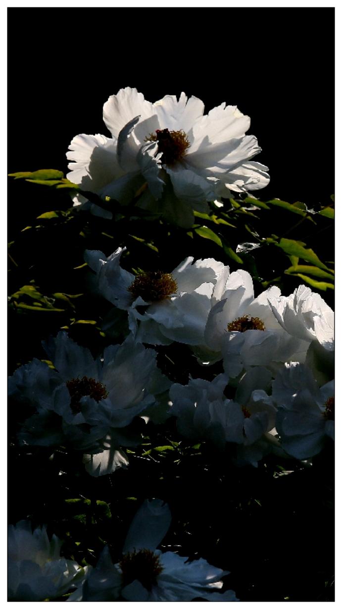 景山公园牡丹花