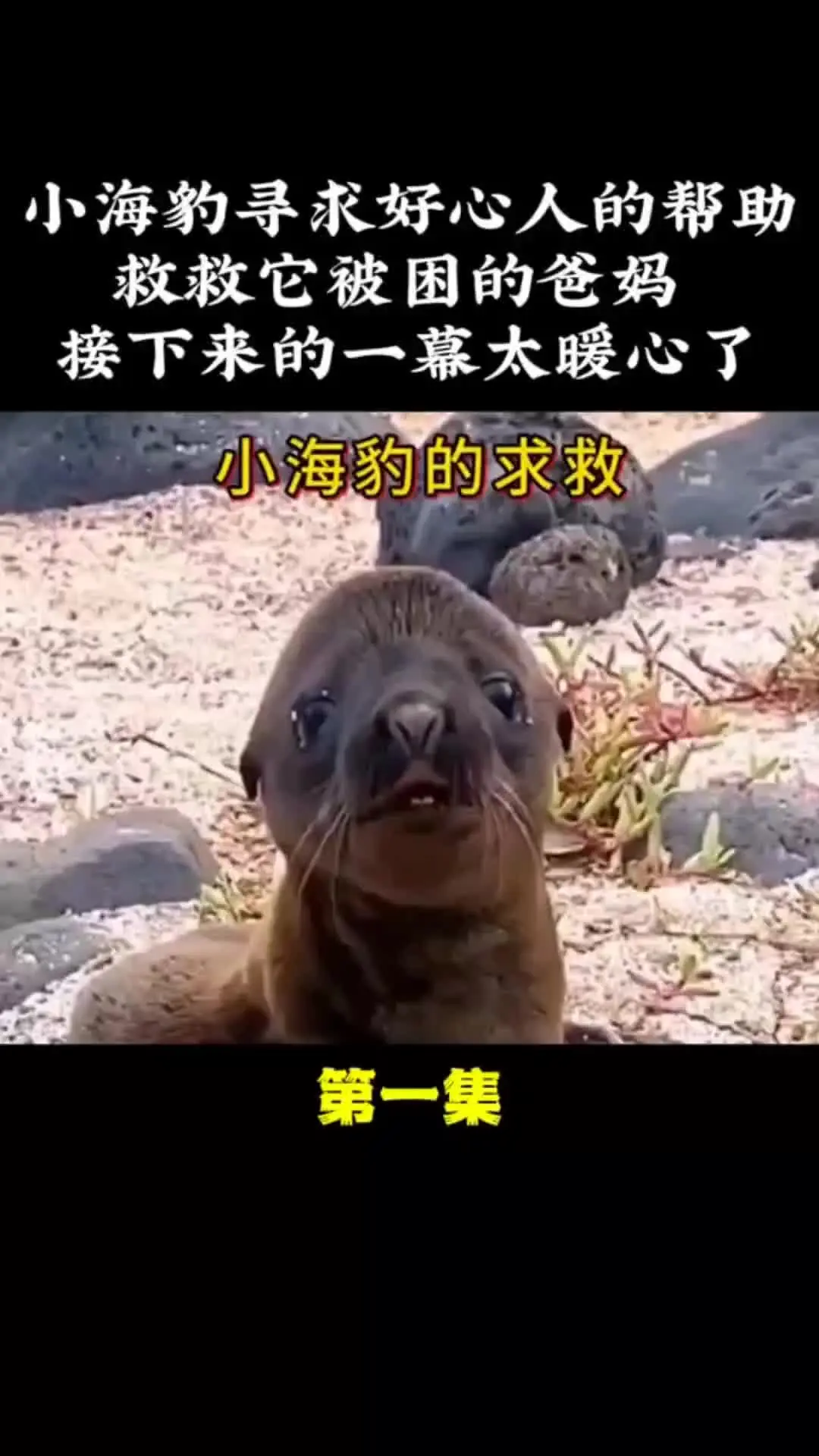 我的观影报告 内容启发搜索
