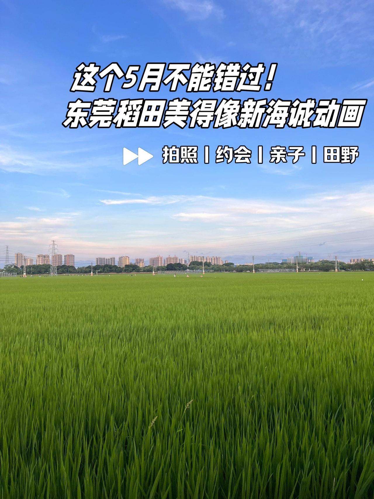 五月的东莞周屋稻田绿油油的一片！无需门票，免费停车。东莞dou知道 稻田风光 治