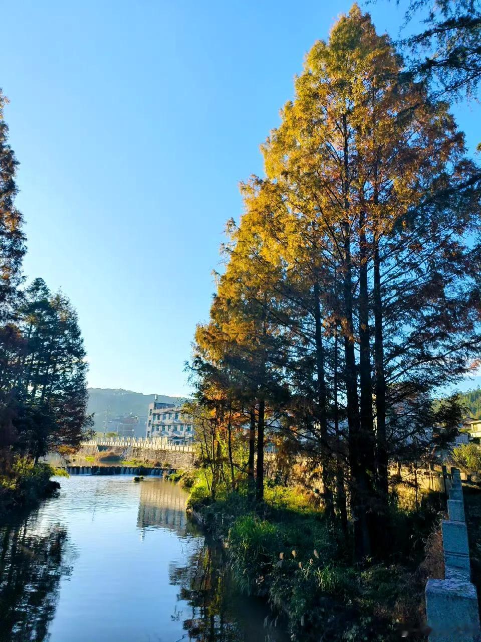 【宁德屏南·岭下村】

阳光洒落，流水轻吟，水杉红黄交织着，如诗如画的冬日美景映