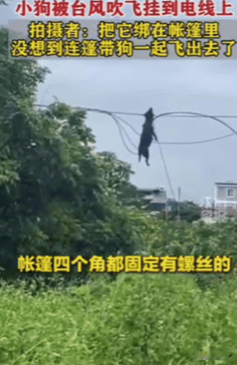 “死得太憋屈了！”广西，男子为了应对台风，特意将小狗绑在帐篷处，帐篷四周更是打上