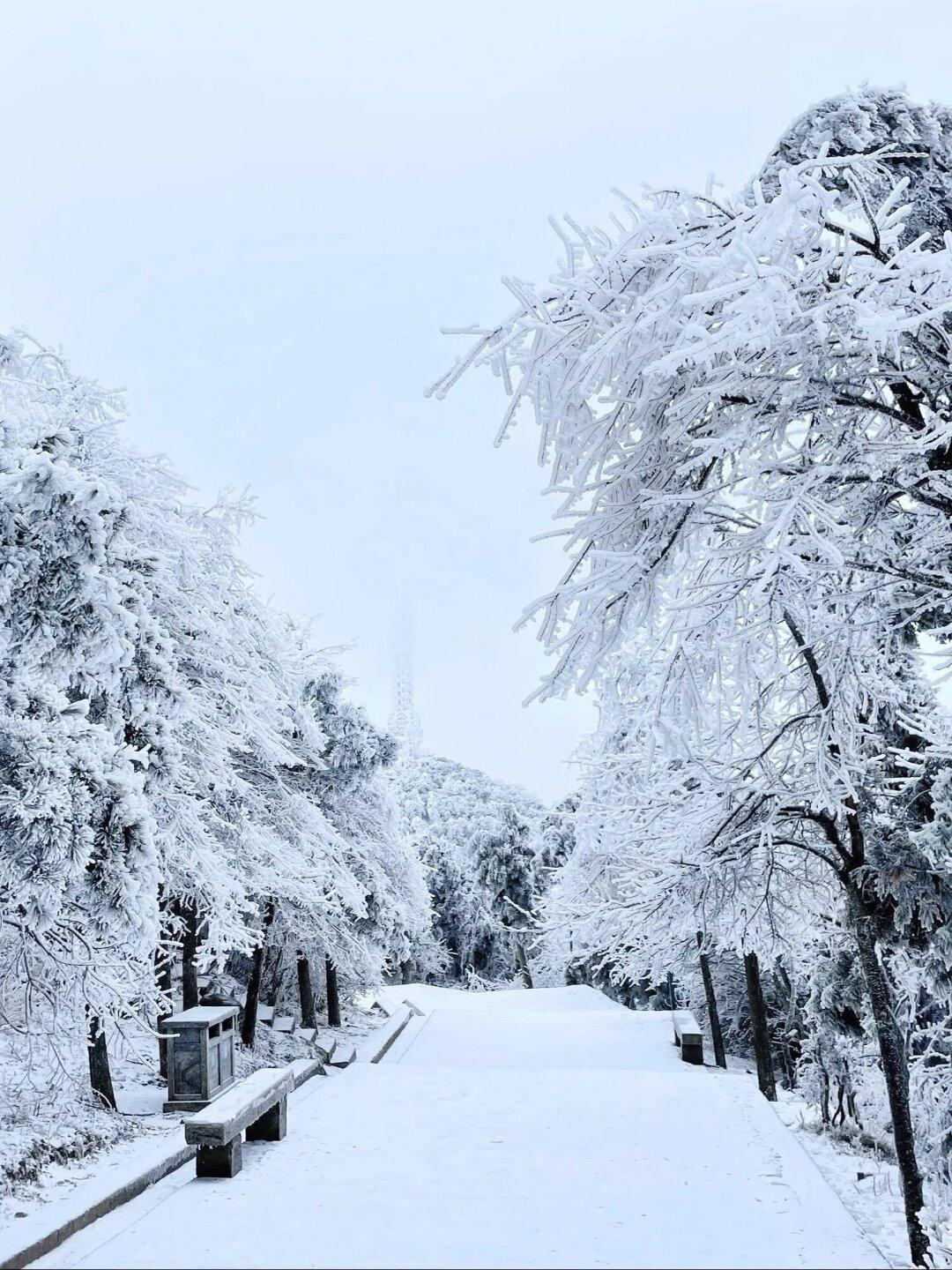 寒潮即将来临！衡山今年第一场雾凇出现‼️