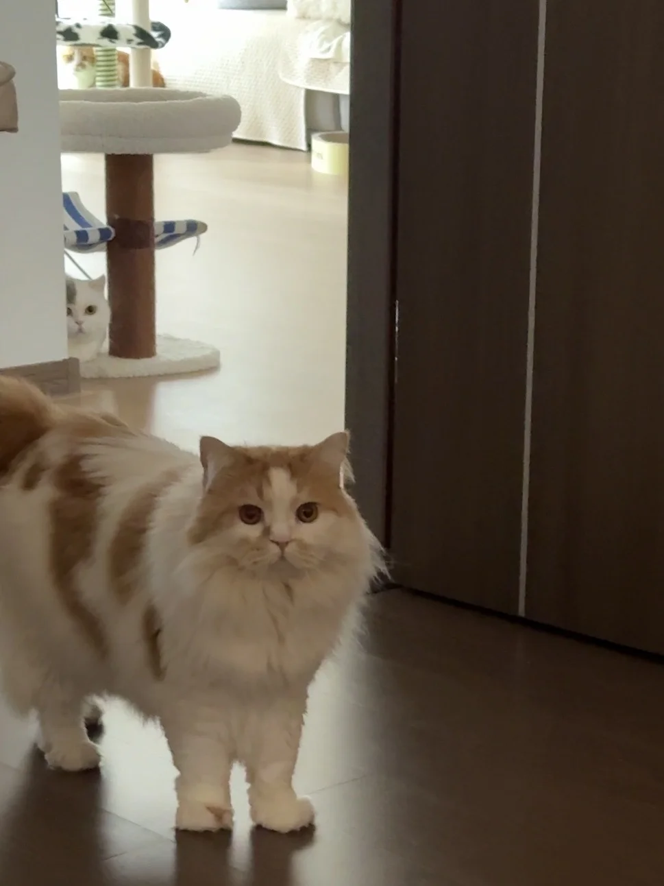 算了，你不养猫，不懂小猫的偷窥欲