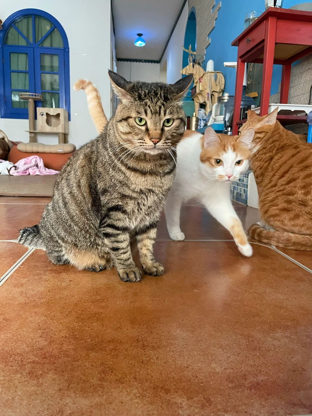 胖猫王和他不省心的小弟们