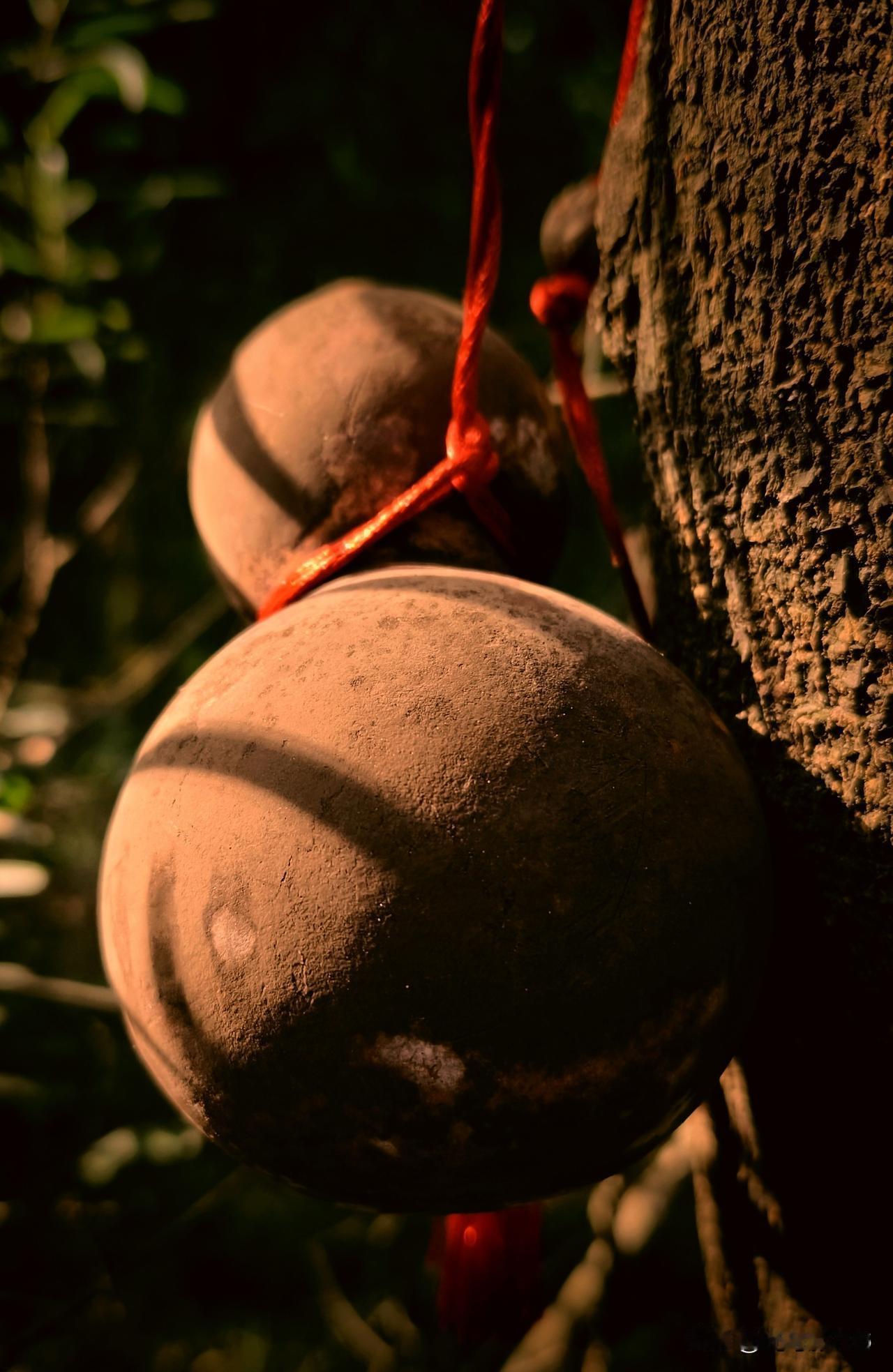 这是哪个神仙的葫芦，能否装的下人间所有的惆怅？
原创，近距离专业模式拍摄，后期裁