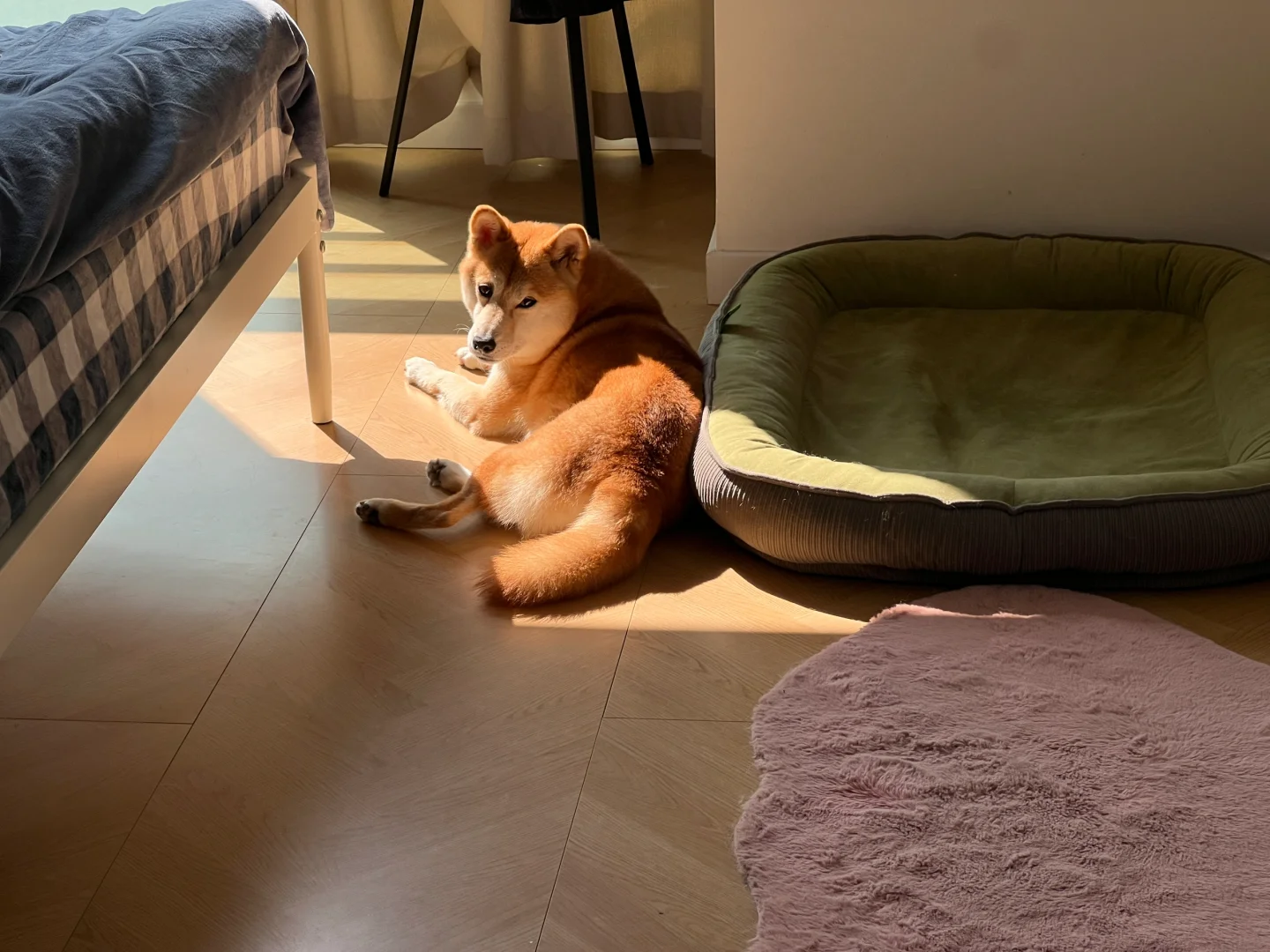 阳光很好，狗狗很会选地方