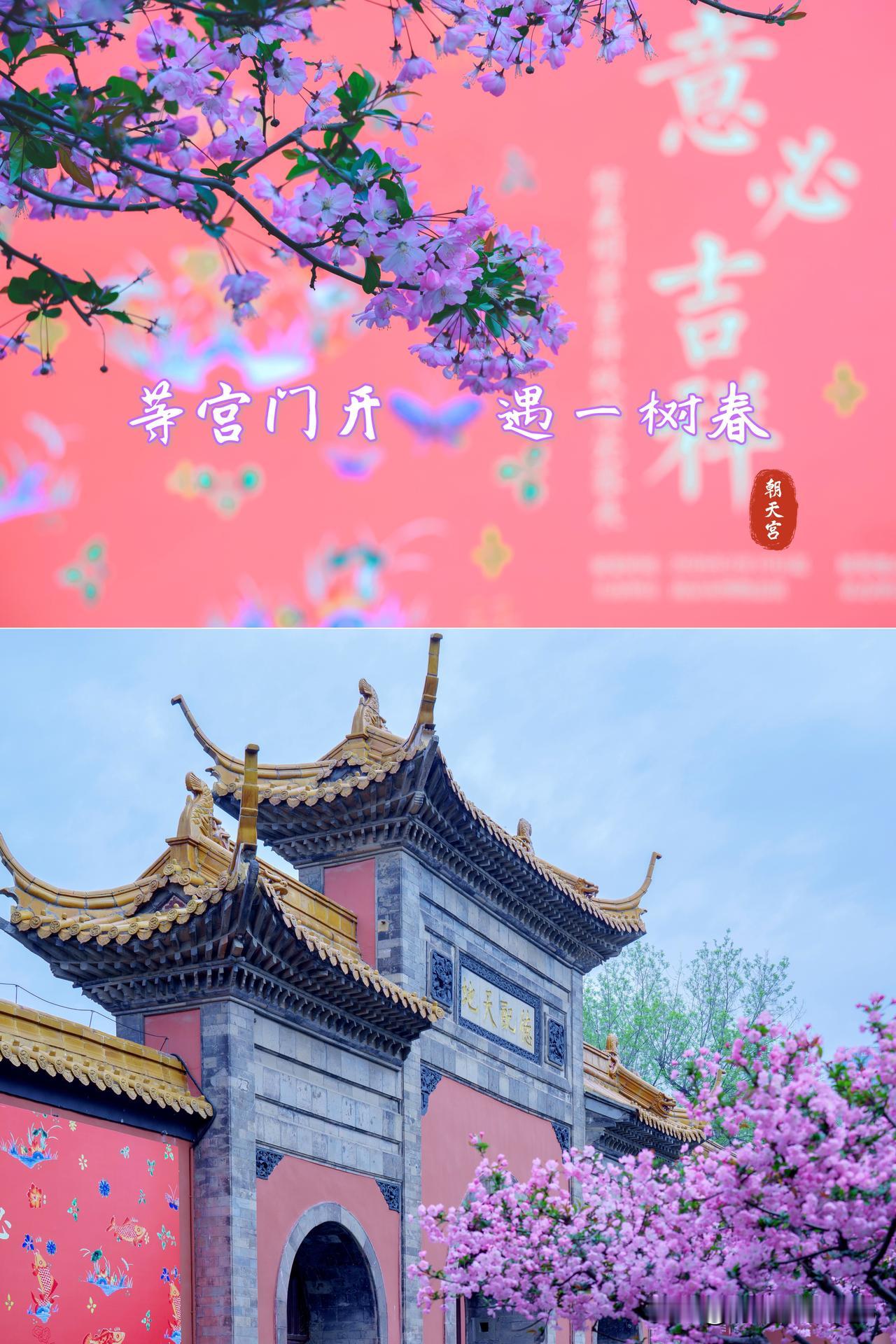 等宫门开 遇一树春

比晨光，先抵达朝天宫的晨
等宫门开，却遇一树春
红墙静立，