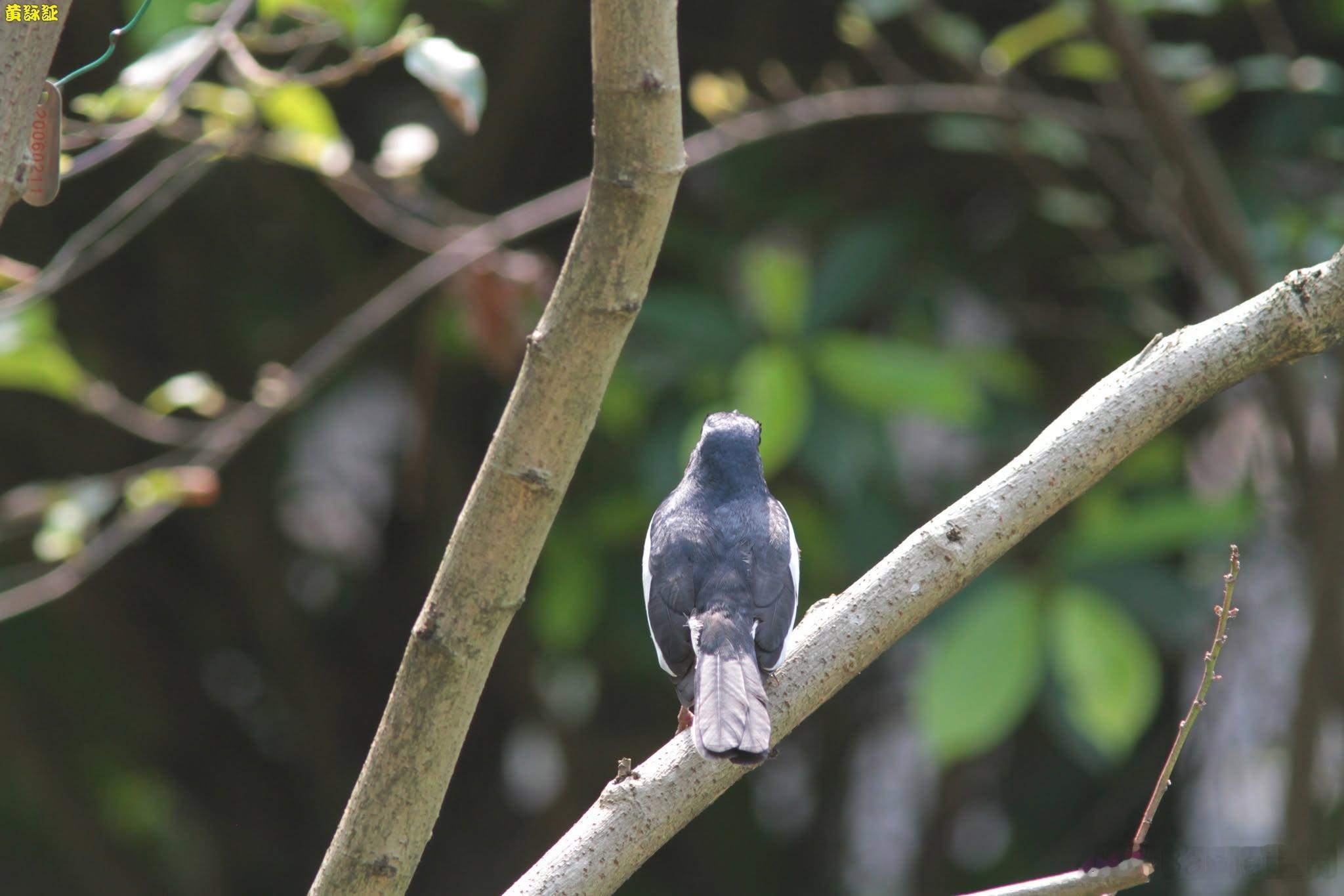 20260721，早安是不是覺得這隻 Copsychus saularis 鵲鴝