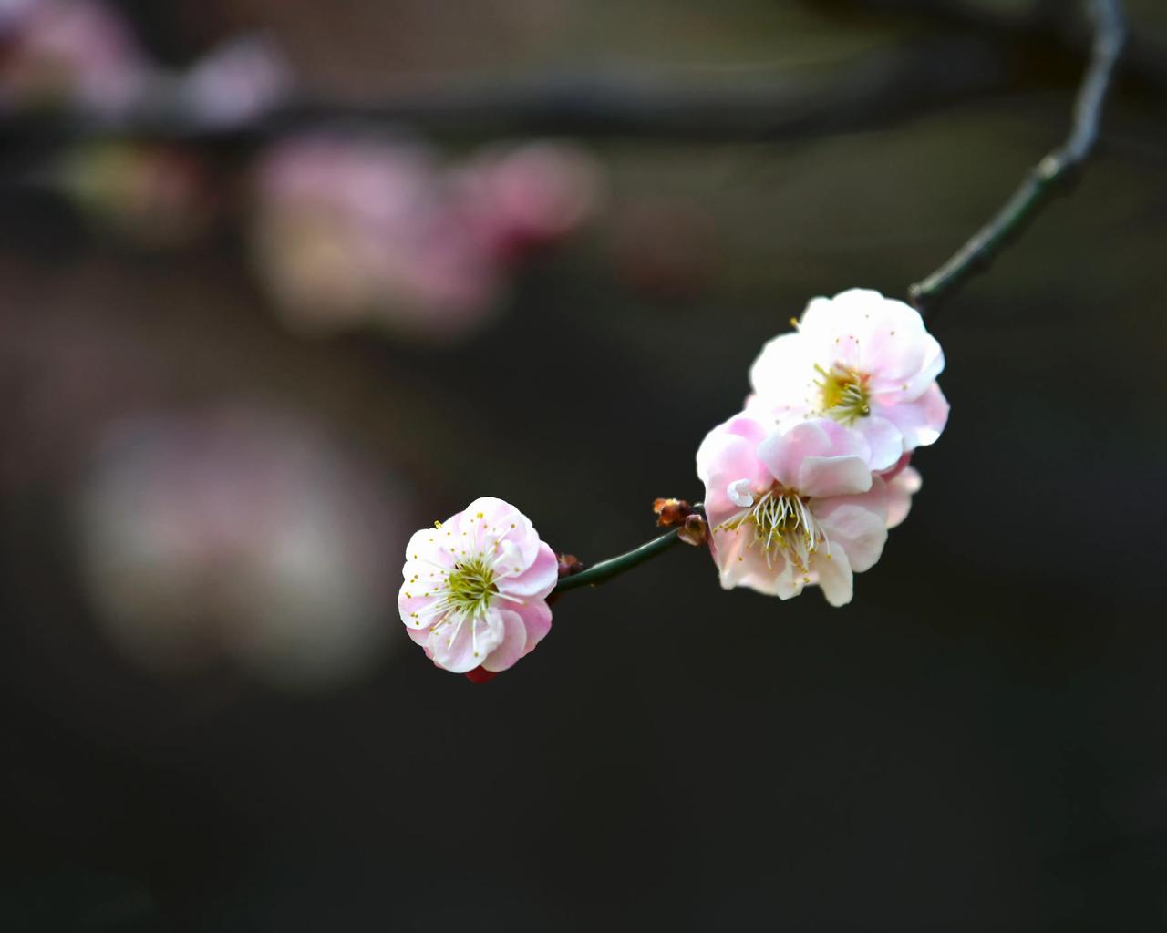 发一组库存，去年冬天梅花盛开时节。#冬日的花花# #冬日花美景分享# #雨中绽放