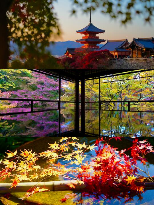 京都枫叶季🍁如何省钱又好玩？