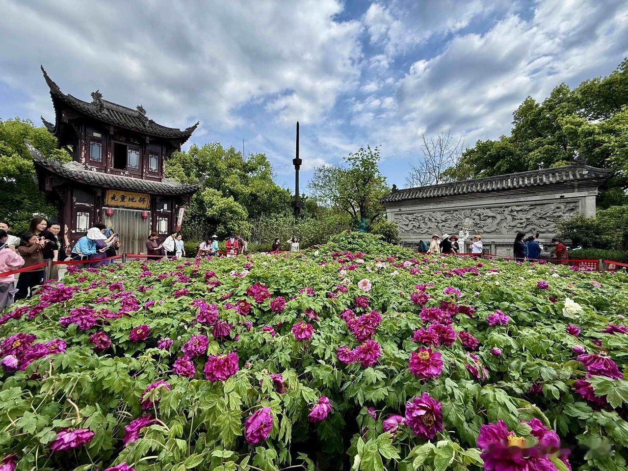 国色天香正当季 重庆华岩寺牡丹进入最佳观赏期，错过等一年！
重庆华岩寺的牡丹花盛