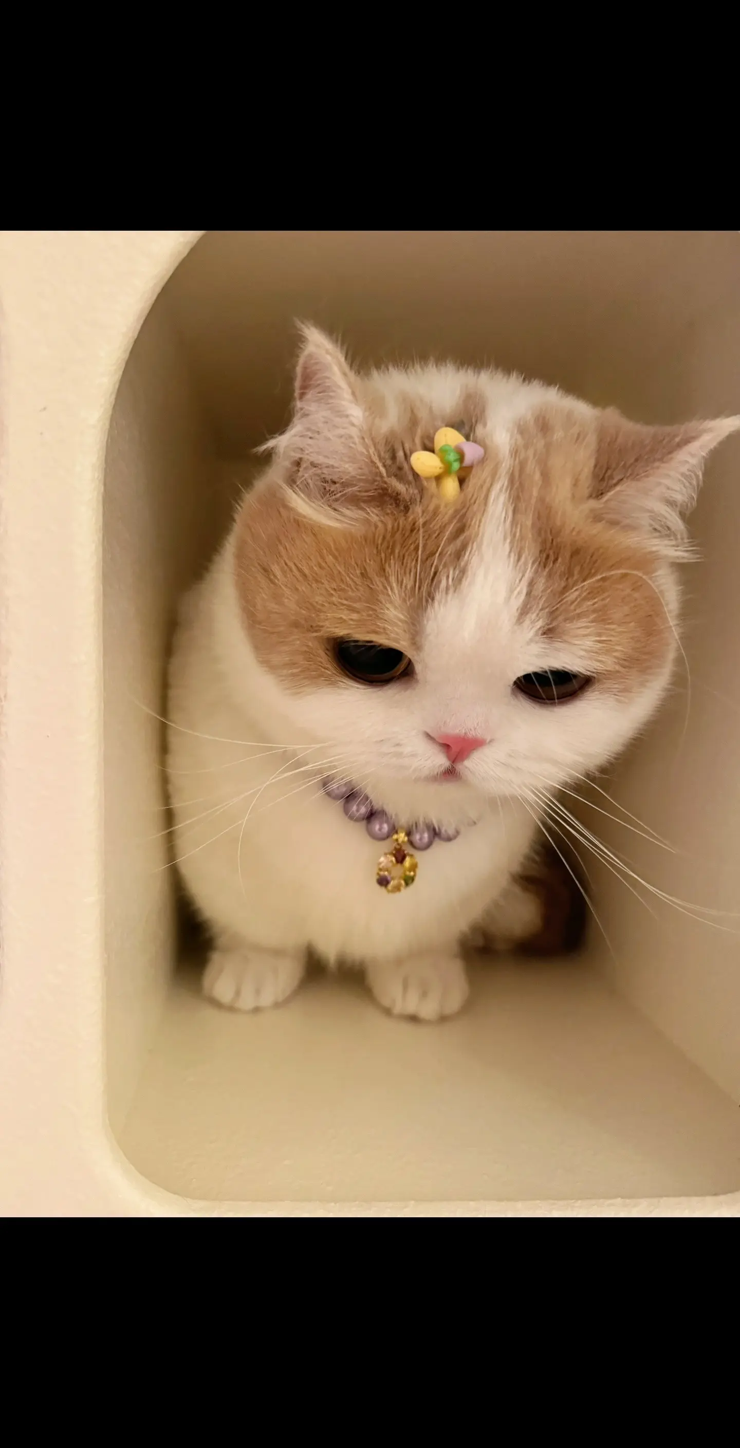 气鼓鼓的小猫，没有什么是一个罐罐哄不好的～