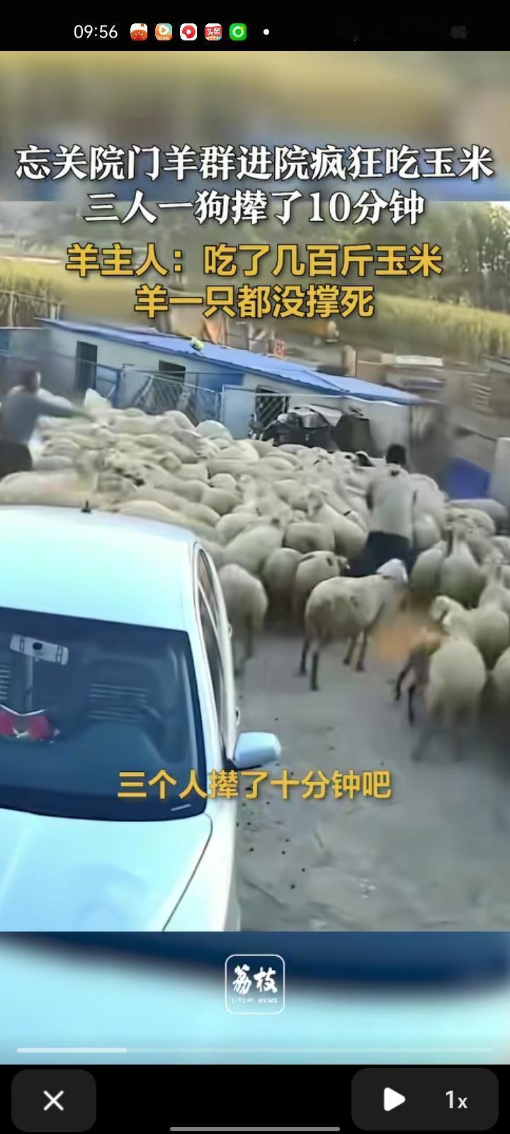 10月3日，大庆市杜尔伯特县。主人放羊回来忘记关院门，羊群疯狂吃玉米，三人一狗撵