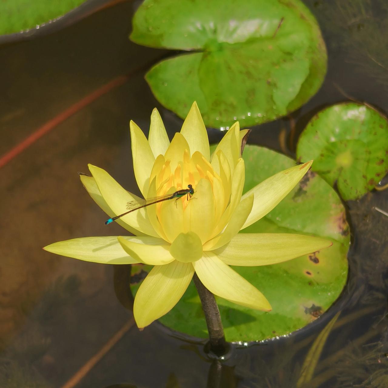 随手拍的睡莲花分享黄睡莲亭亭浮于碧水，花瓣暖黄温润，在绿叶映衬下优雅恬静，漾着温