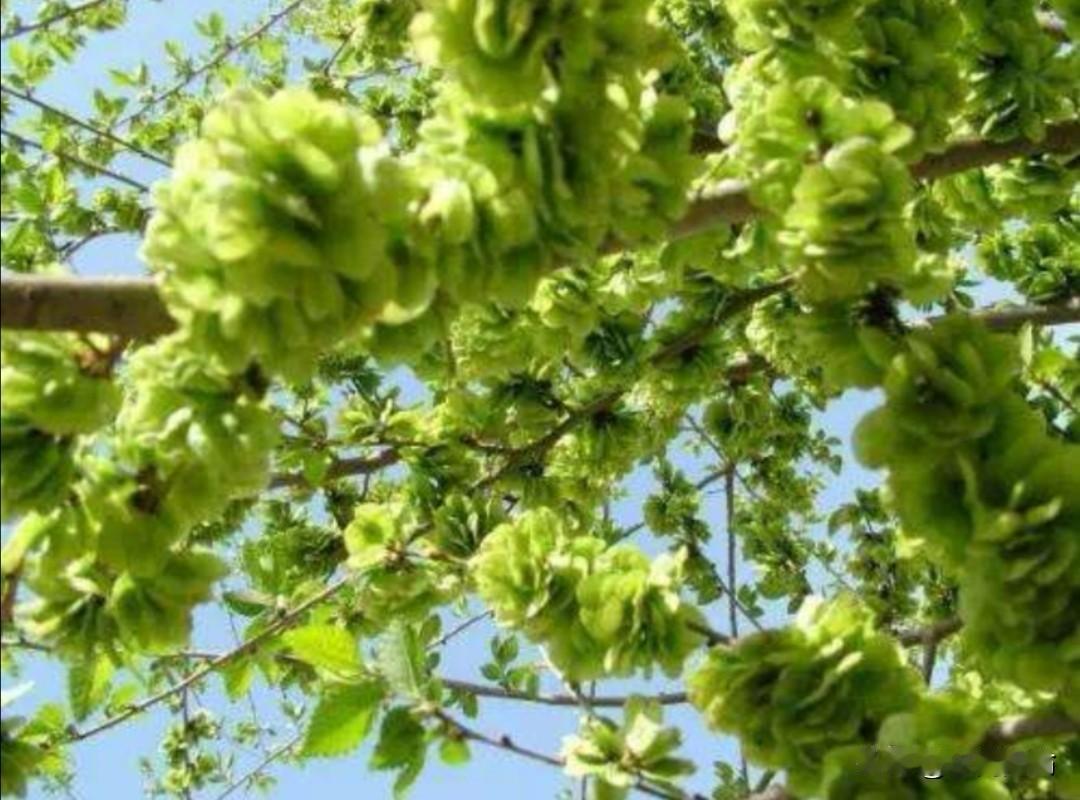 鹧鸪天·咏榆钱
              符进朝
串串圆青挂满枝，风前轻舞弄晴