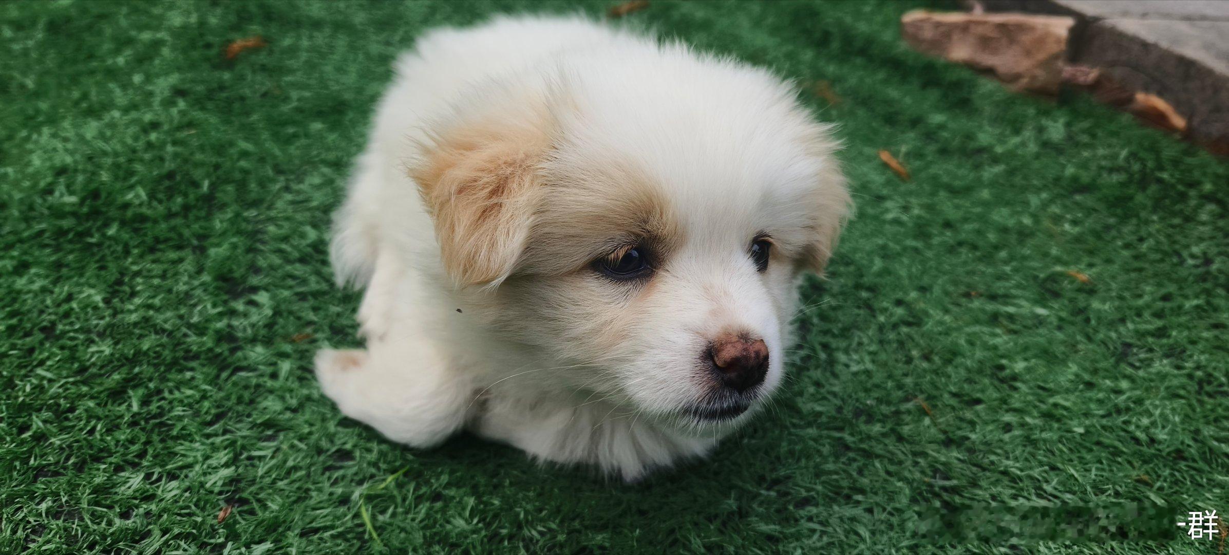 路上遇到一只小萌狗🐶，很治愈[坏笑] ​​​