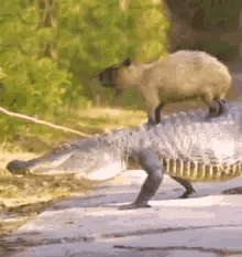 水豚人缘就是好啊，跟谁都能处