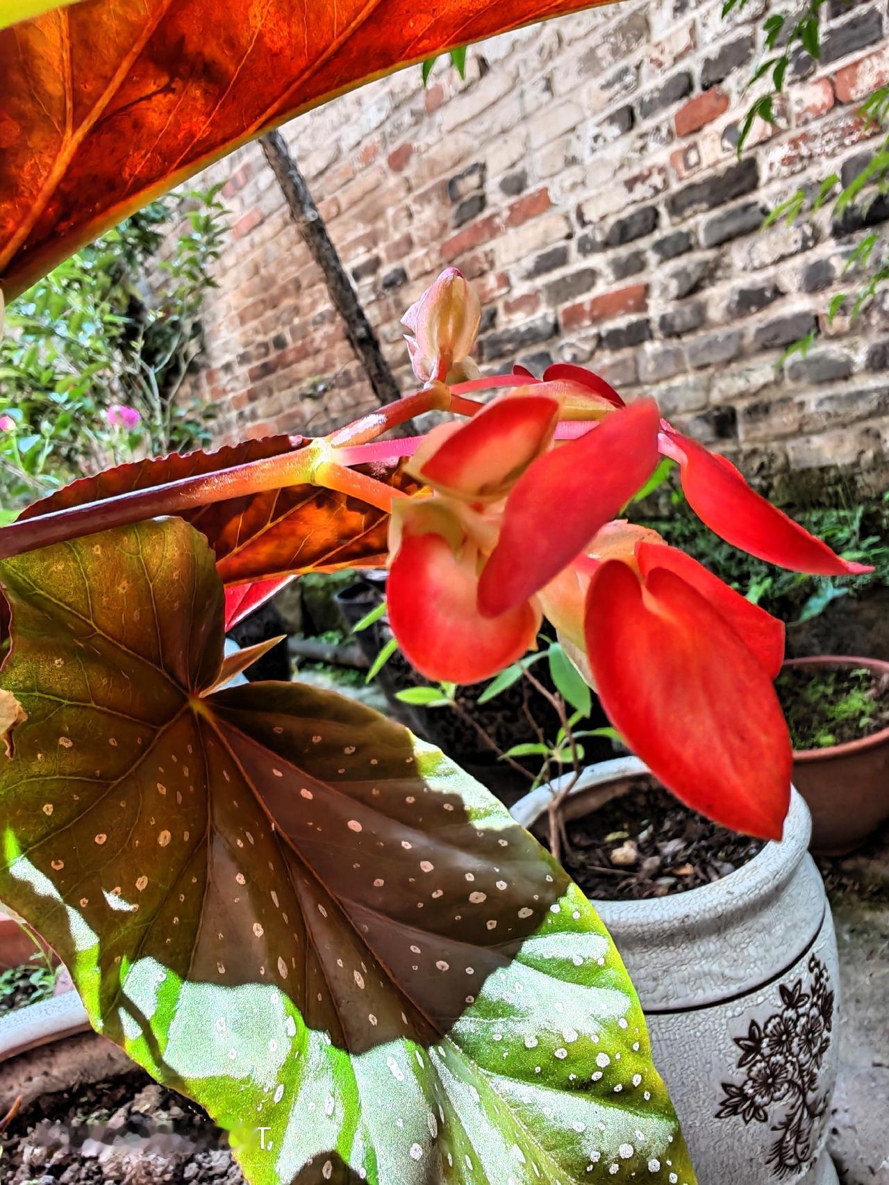 这样的花儿配这样的叶儿，完美无比！