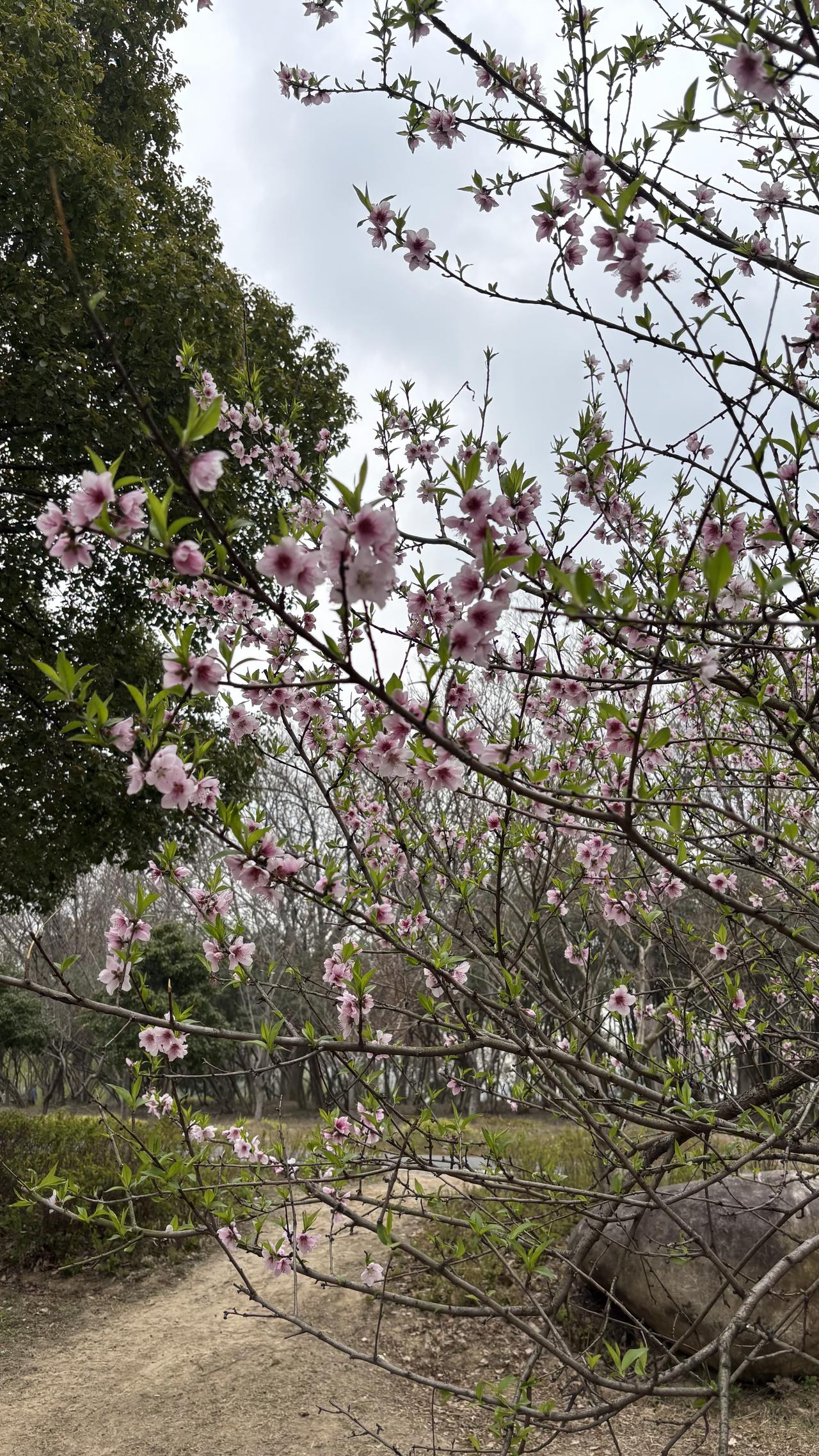 春日生活打卡季