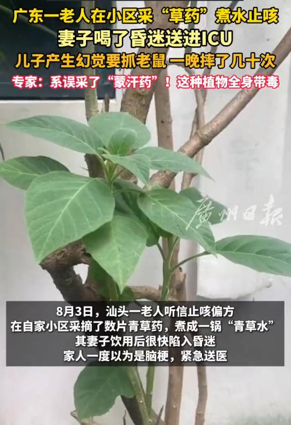 “最担心的事情还是发生了！”广东汕头，一老人听信止咳偏方，在自家小区采摘“青草药