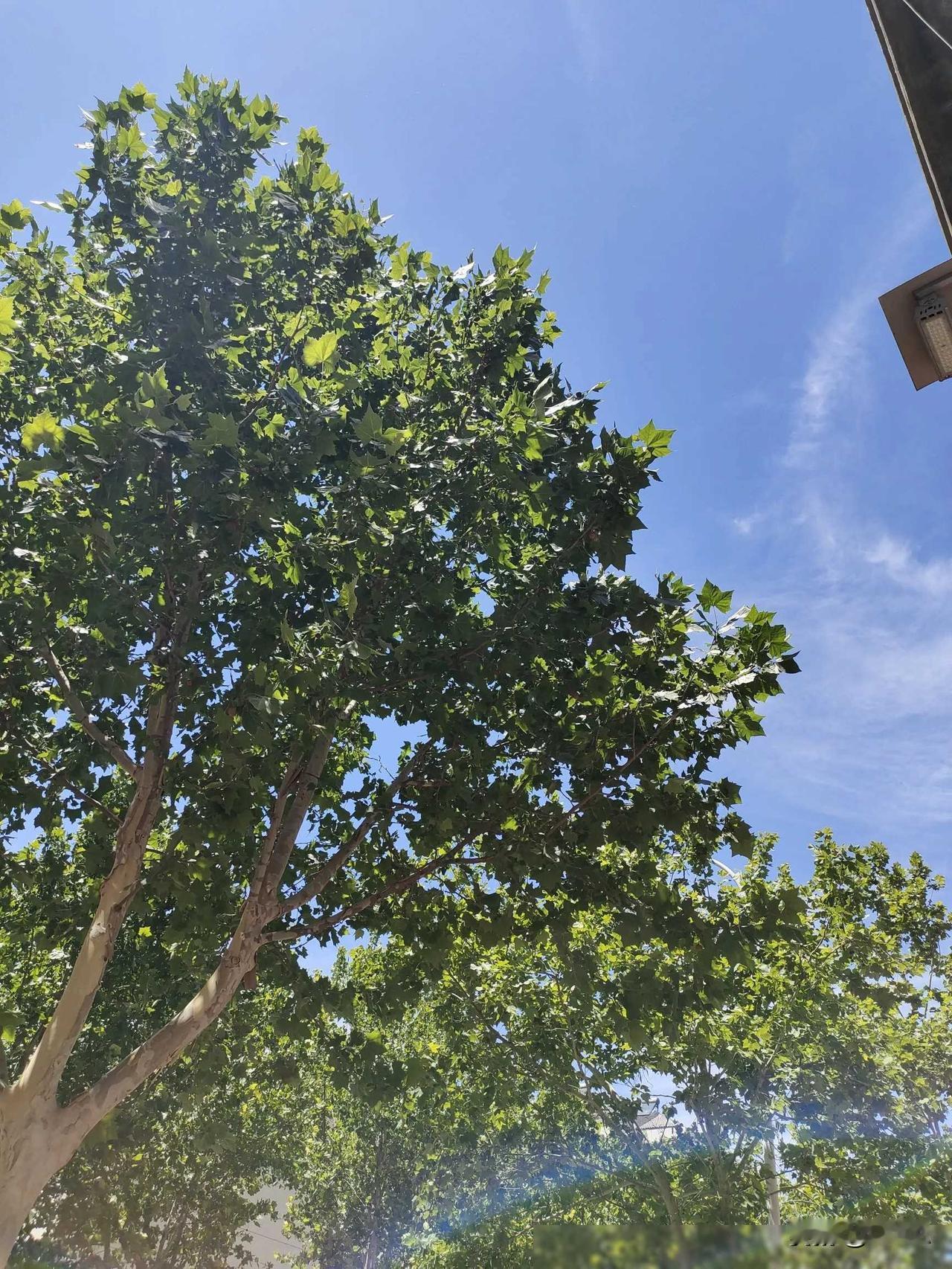 各位读者大家好~
惊爆！刚刚在13:01和04两分钟内，德城区传来惊人巨响，震撼