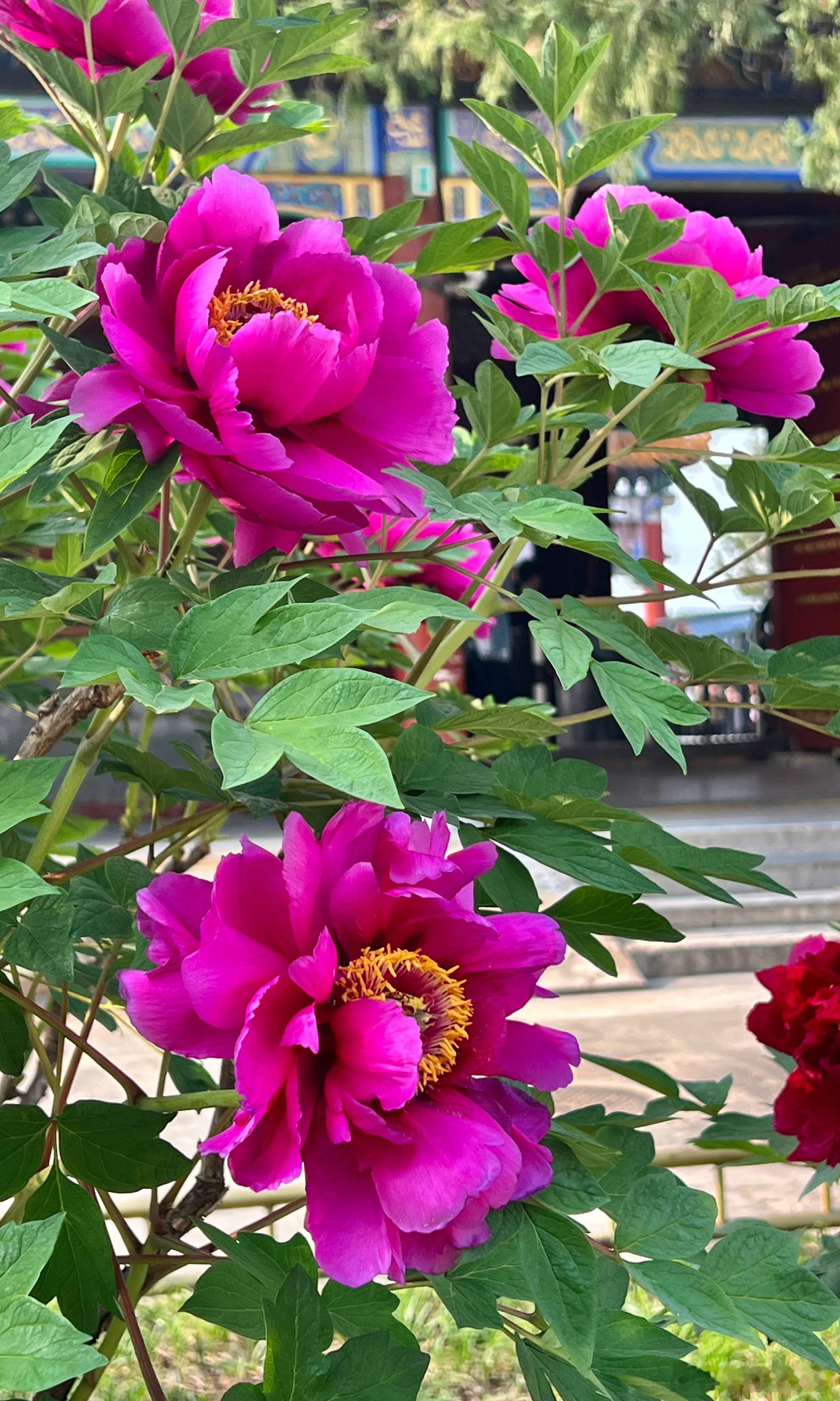 颐和园 佛香阁 牡丹花开摄影