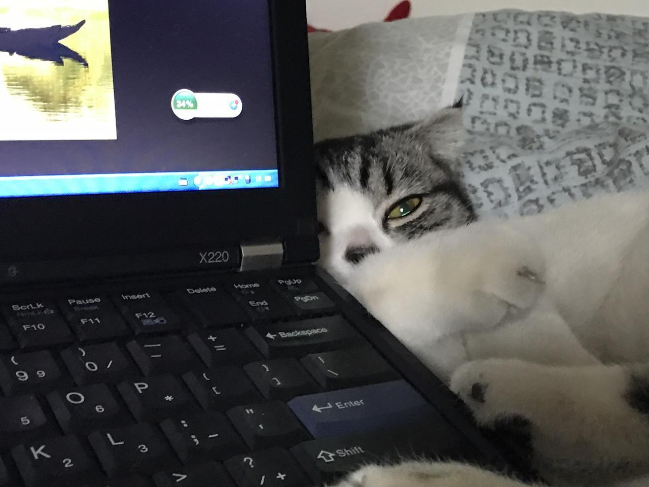 能晒一下你家猫咪慵懒的样子吗我的猫咪必须在我和它的对视之间慵懒的陪着我。