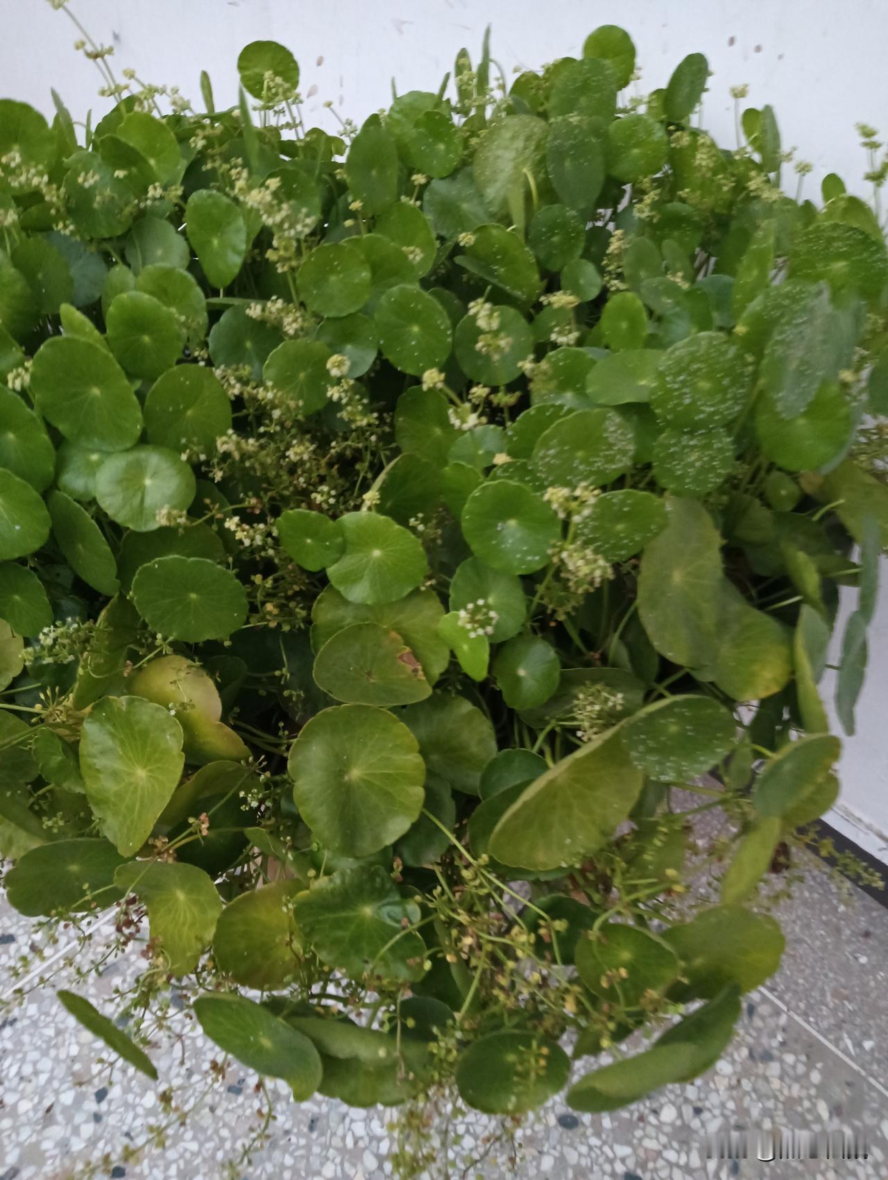 一盆绿油油的植物，他的名字叫铜钱草。不知道你们其他地方叫什么名字？真养眼。
