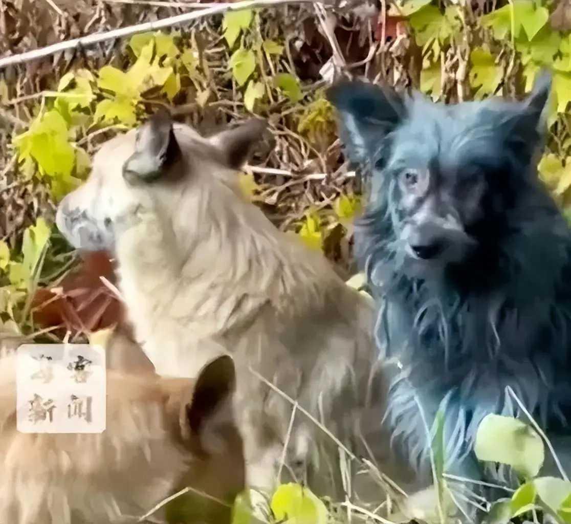 切尔诺贝利核禁区惊现“蓝精灵狗”：砸穿39年辐射传说的染色谜团
 
10月27日