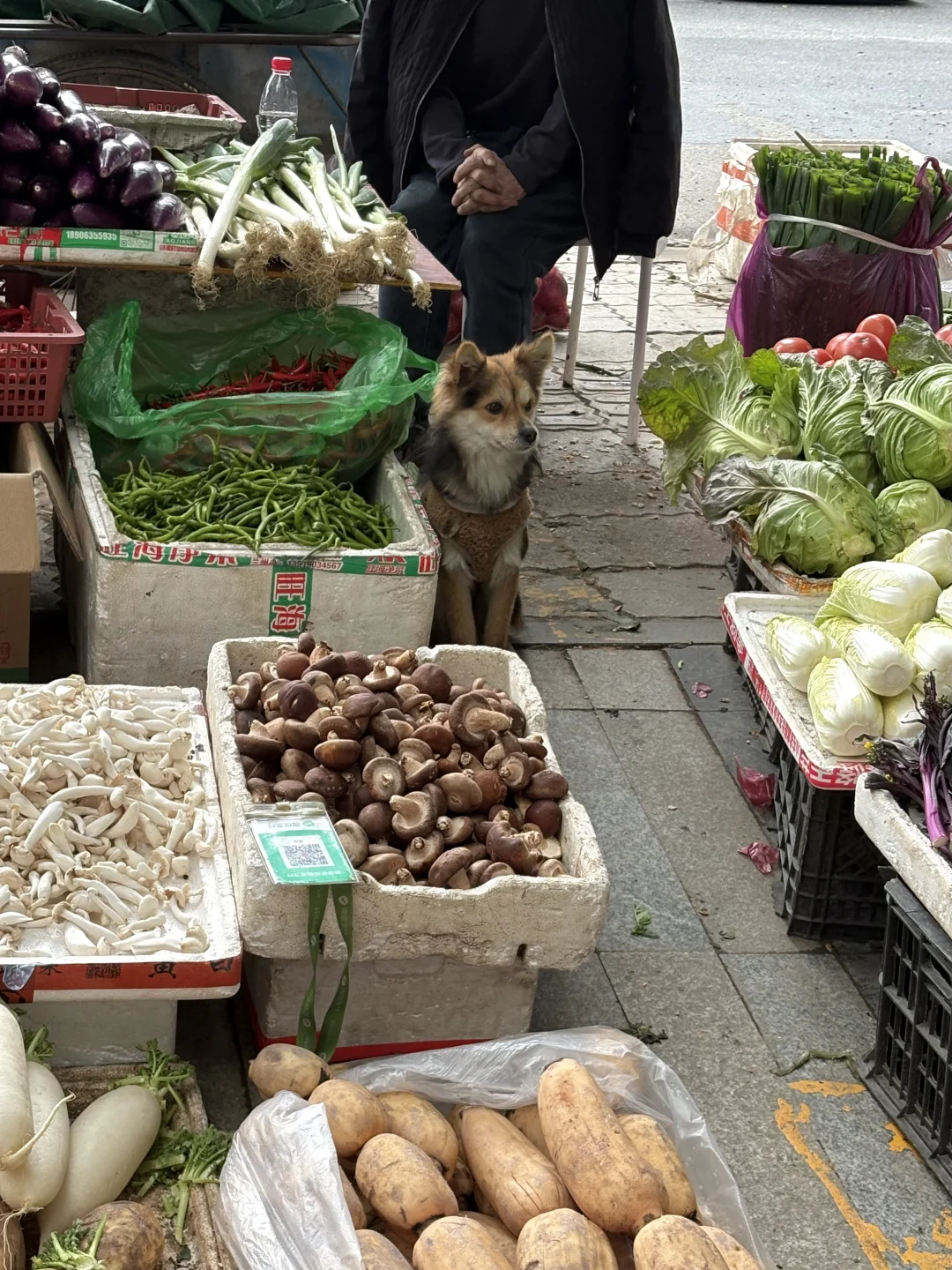 狐狸狗（打工版）