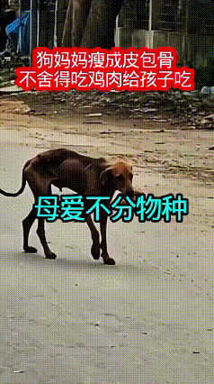 这一幕真的戳碎了无数人的心！
 
街头一只流浪母狗，瘦得只剩下一副皮包骨头，肋骨