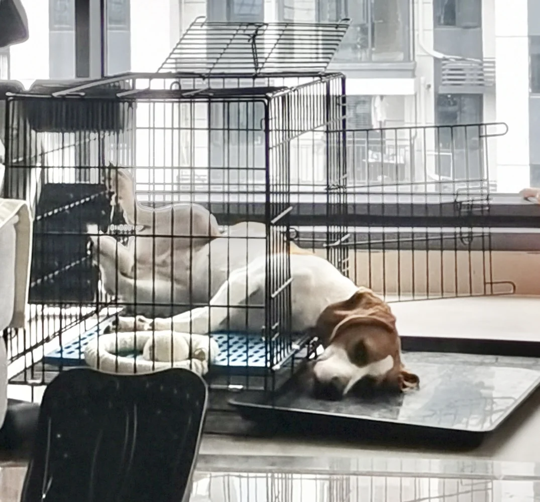 比格犬的搞笑瞬间