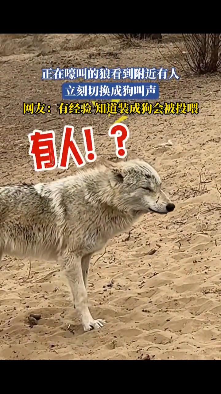 正在嚎叫的狼看到附近有人立刻切换成狗叫声。网友：有经验知道装成狗会被投喂。
2月