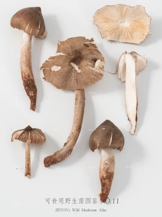 可食用野生菌图鉴NO.11 | 鸡枞菌