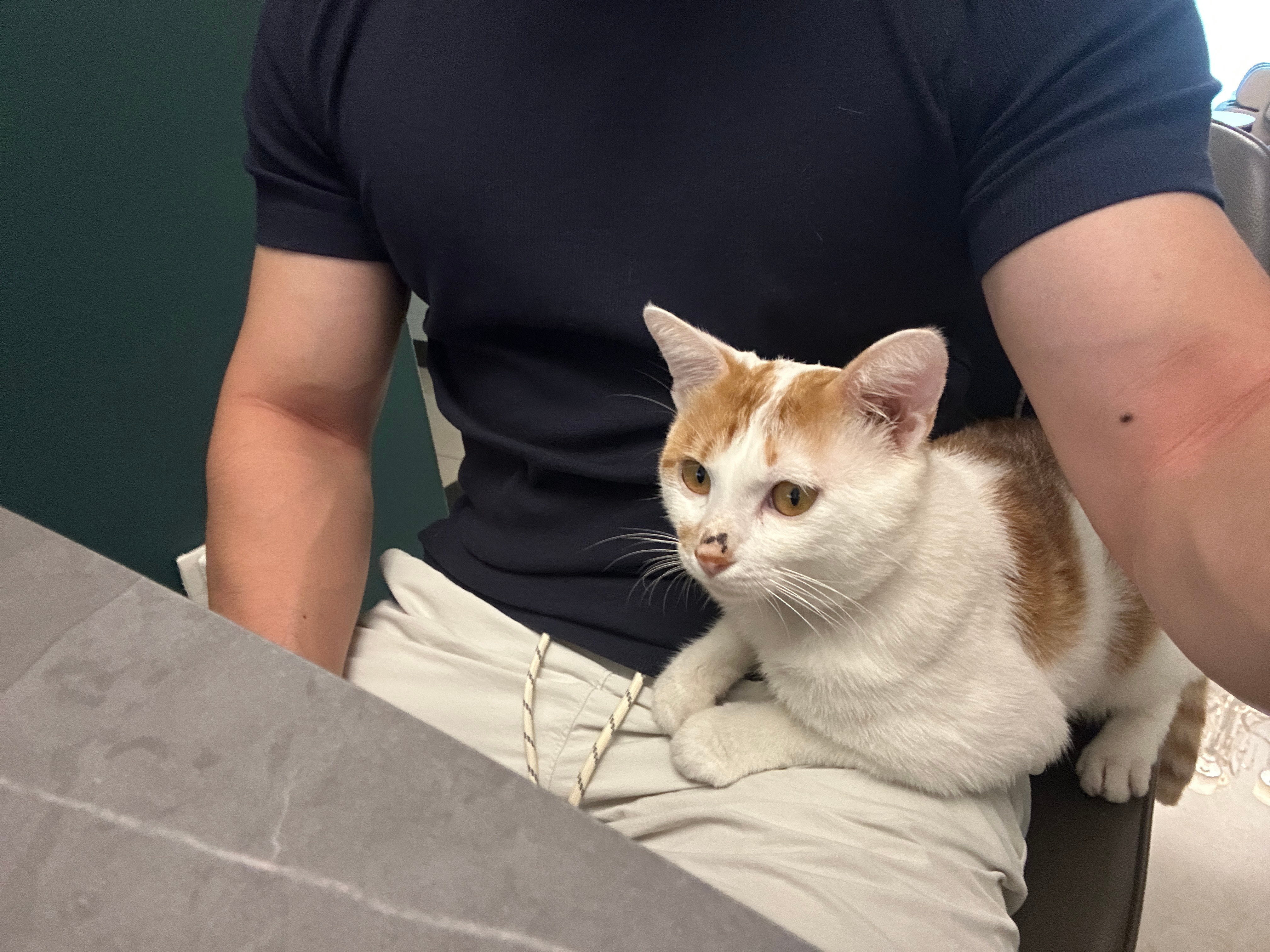 揣手手 🐱 