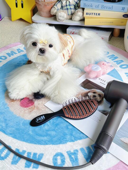 啊啊啊！这把梳子我和狗子抢着用！💥