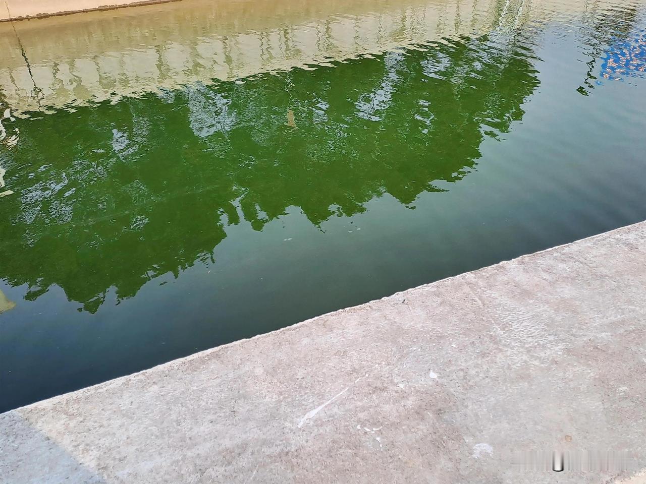 晒图笔记大赛这个河道里的水好干净，清澈见底，树影倒映在河中，可美？