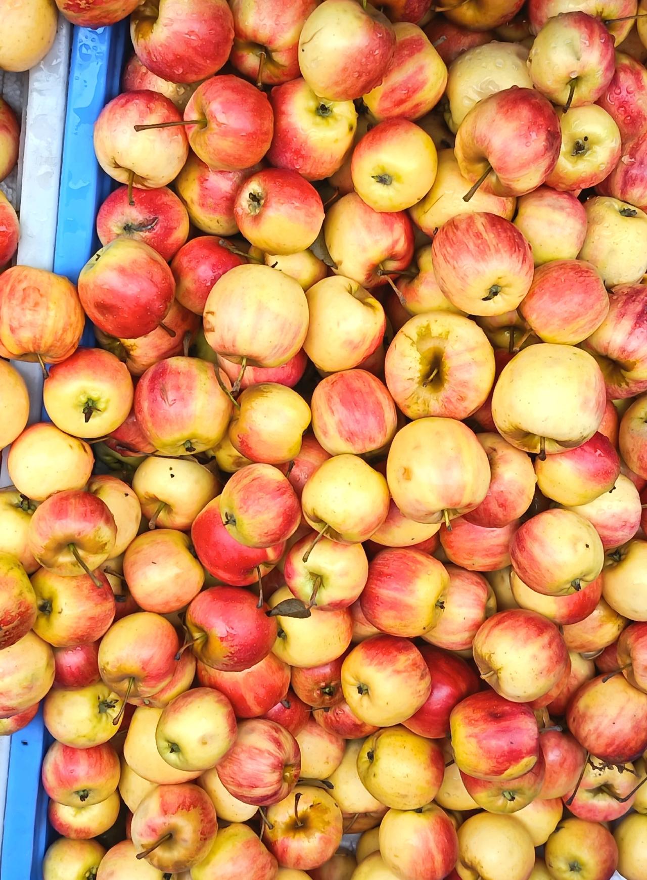 黄底裹着艳艳的红，带着刚洗过的水珠，一看就是那种脆甜挂的——咬开咔嚓一声，汁水顺